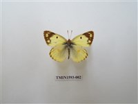 藏品(紋黃蝶)的圖片